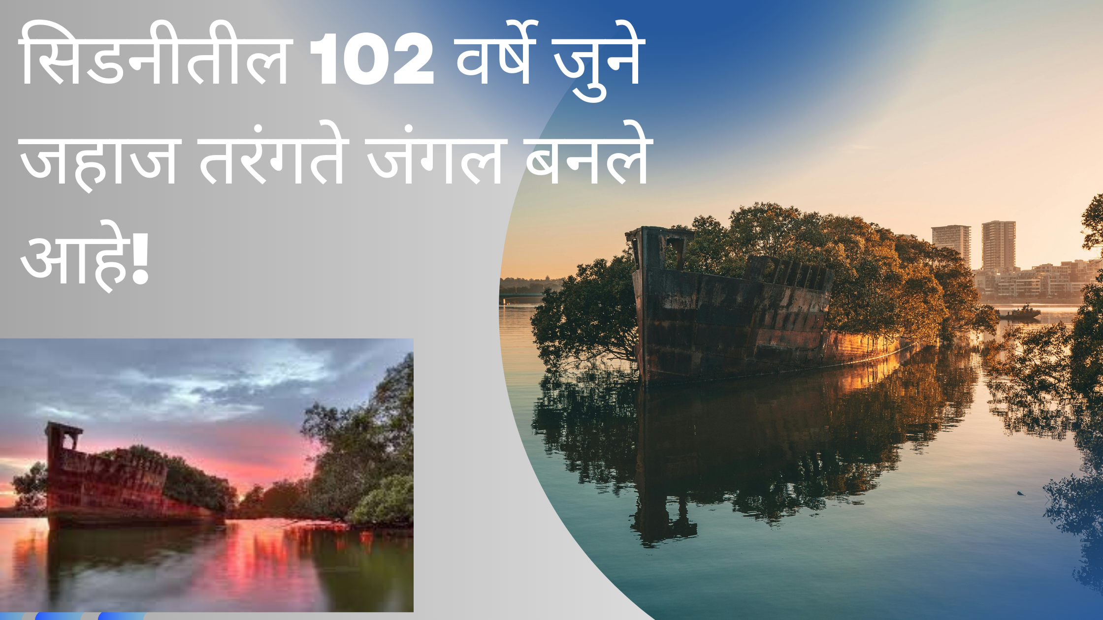सिडनी (ऑस्ट्रेलियातील) 102 वर्षे जुने जहाज तरंगते जंगल बनले आहे!
