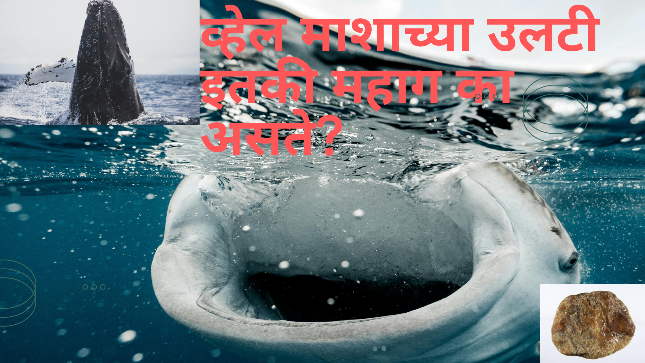 व्हेल माशाच्या उलटी इतकी महाग का असतात ?त्याची मागणी कशासाठी असते?