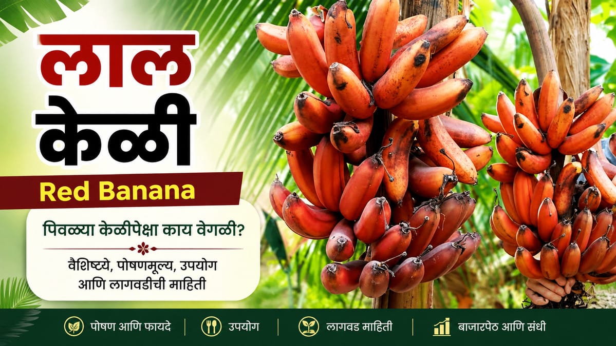 लाल केळी म्हणजे काय? पिवळ्या केळीपेक्षा फरक, पोषण, उपयोग आणि लागवडीची माहिती | Red Banana