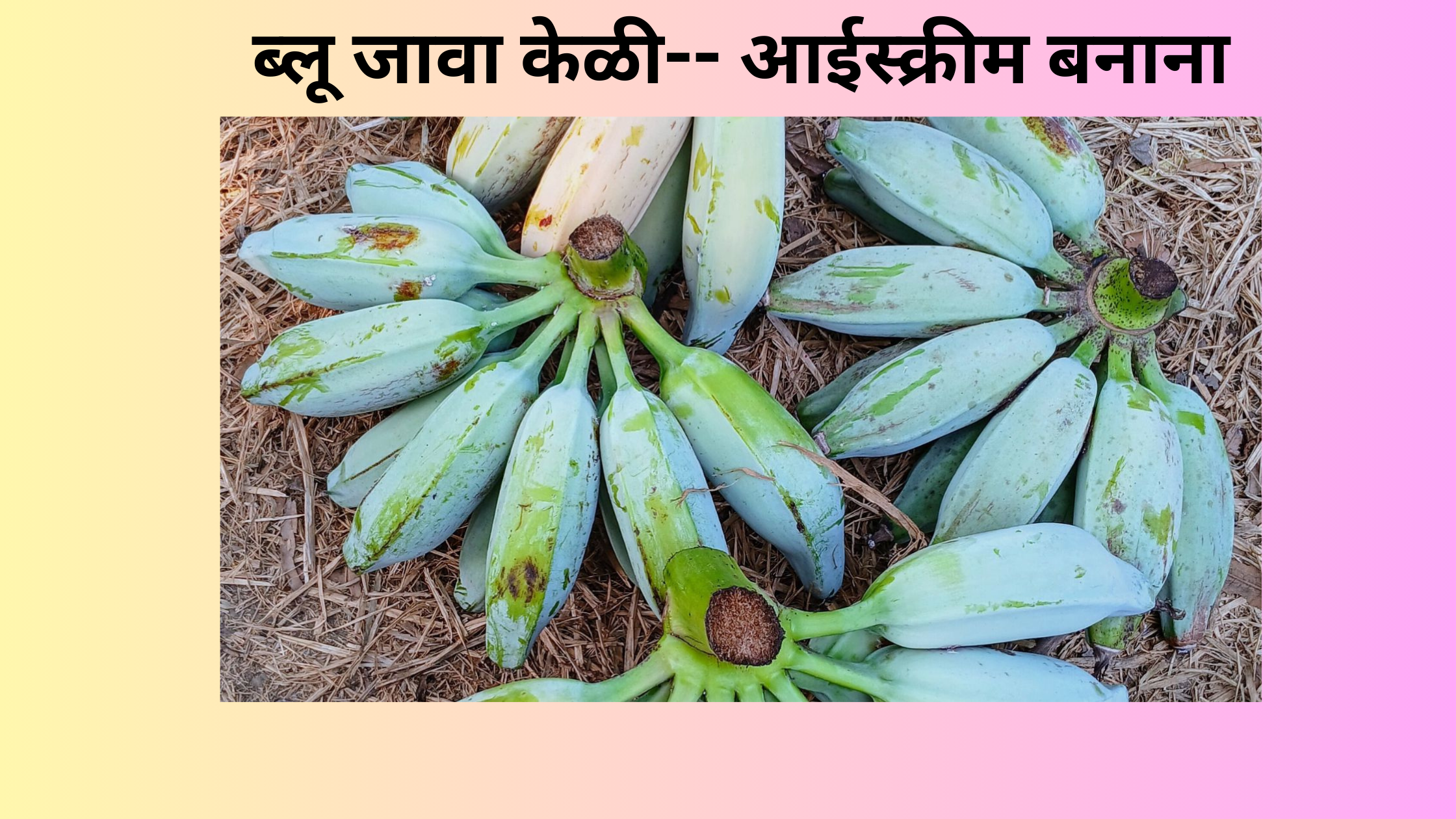 ब्लू जावा केळी – आईस्क्रीम बनाना