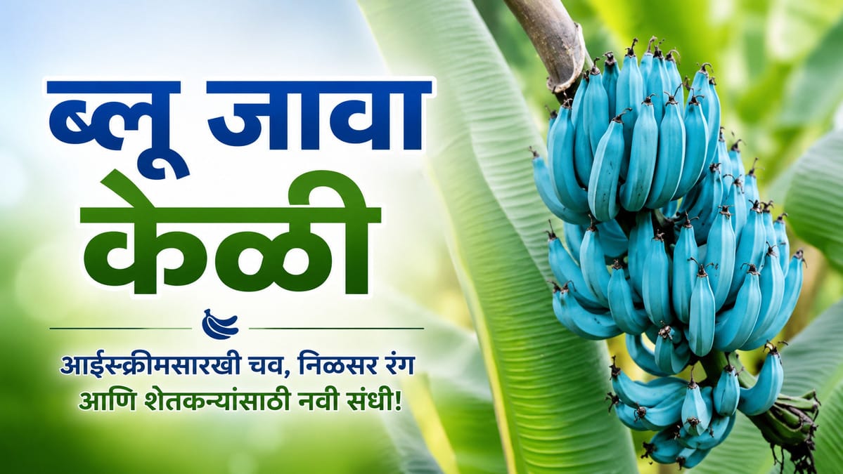 ब्लू जावा केळी म्हणजे काय? Ice Cream Banana ची वैशिष्ट्ये, लागवड, उपयोग आणि बाजारपेठ