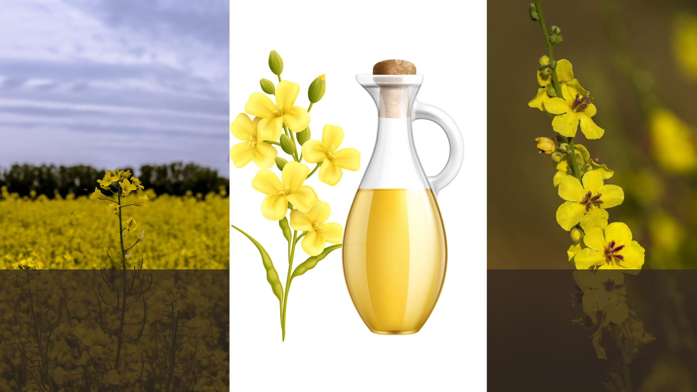 मोहरी तेल : परंपरा आणि विज्ञान यांचा संगम.