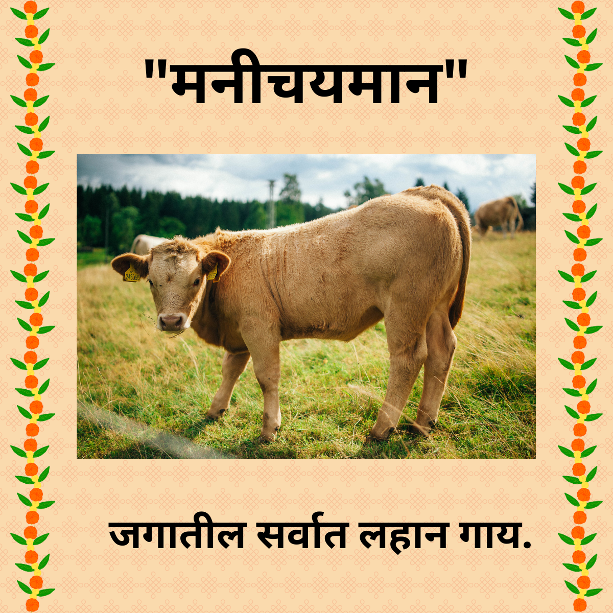 “मनीचयमान”(Manikyam) – जगातील सर्वात लहान गाय.