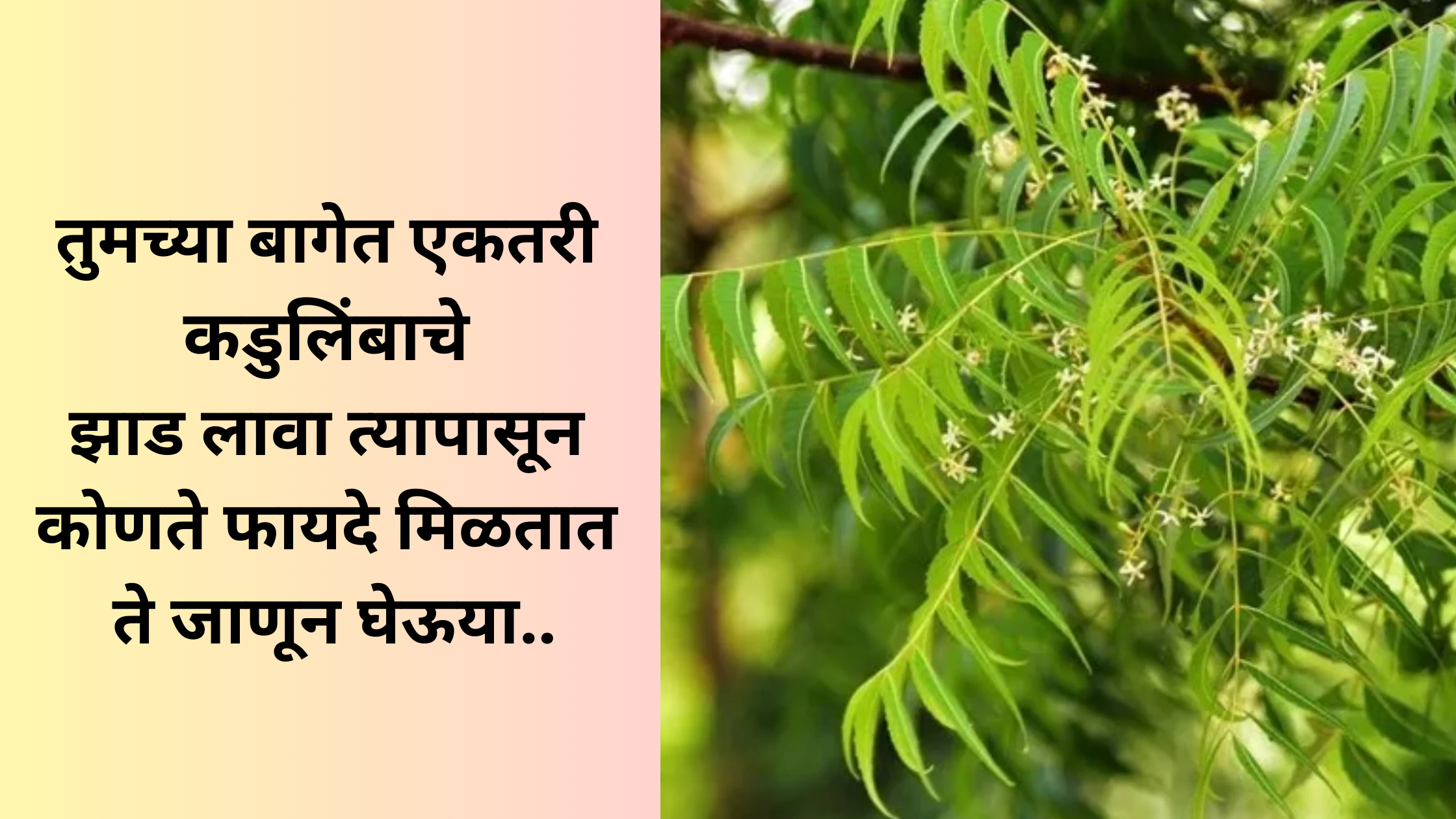 तुमच्या बागेत एकतरी कडुलिंबाचे झाड लावा त्यापासून कोणते फायदे मिळतात ते जाणून घेऊया.Azadirachta indica.