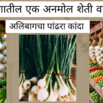 Alibag white onion