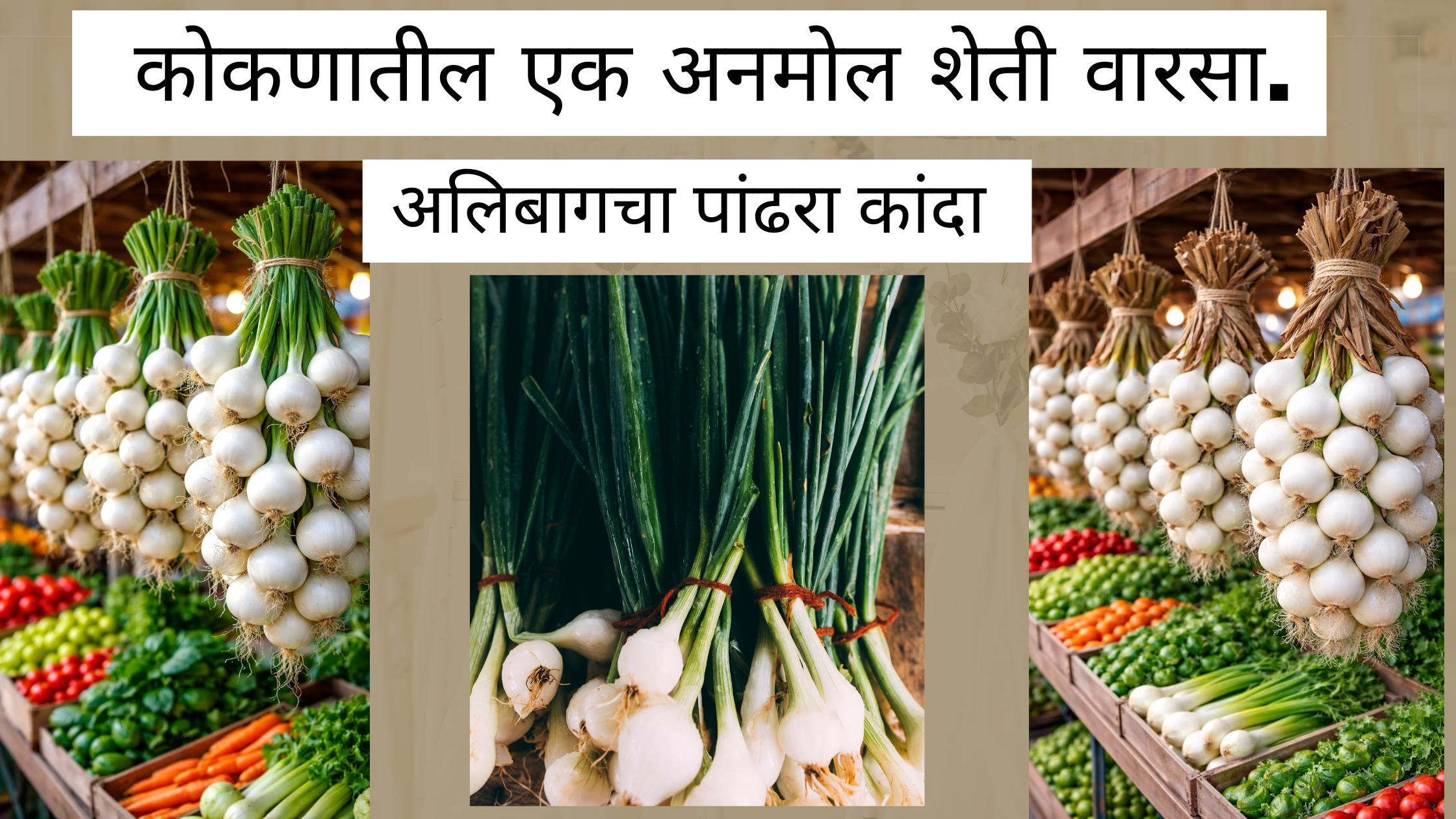 अलिबागचा पांढरा कांदा – कोकणातील एक अनमोल शेती वारसा. Alibag white onion.