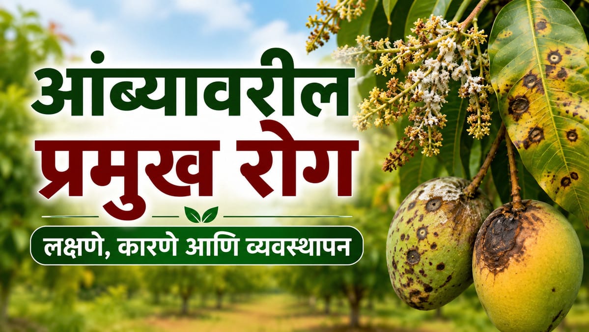 Mango Diseases and Management