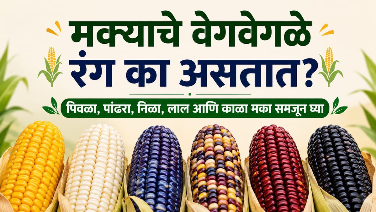 मक्याचे वेगवेगळे रंग का असतात? पिवळा, पांढरा, निळा, लाल आणि काळा मका