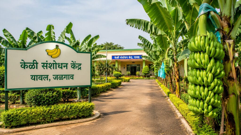 केळी संशोधन केंद्र, यावल (जळगाव)